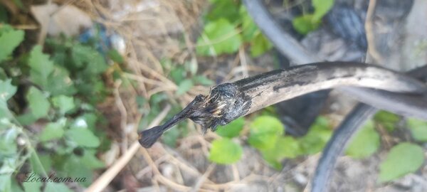 skynet_cable_6.jpg
