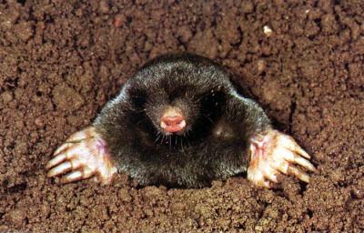 post-15381-054092400 1289323455_thumb.jpg